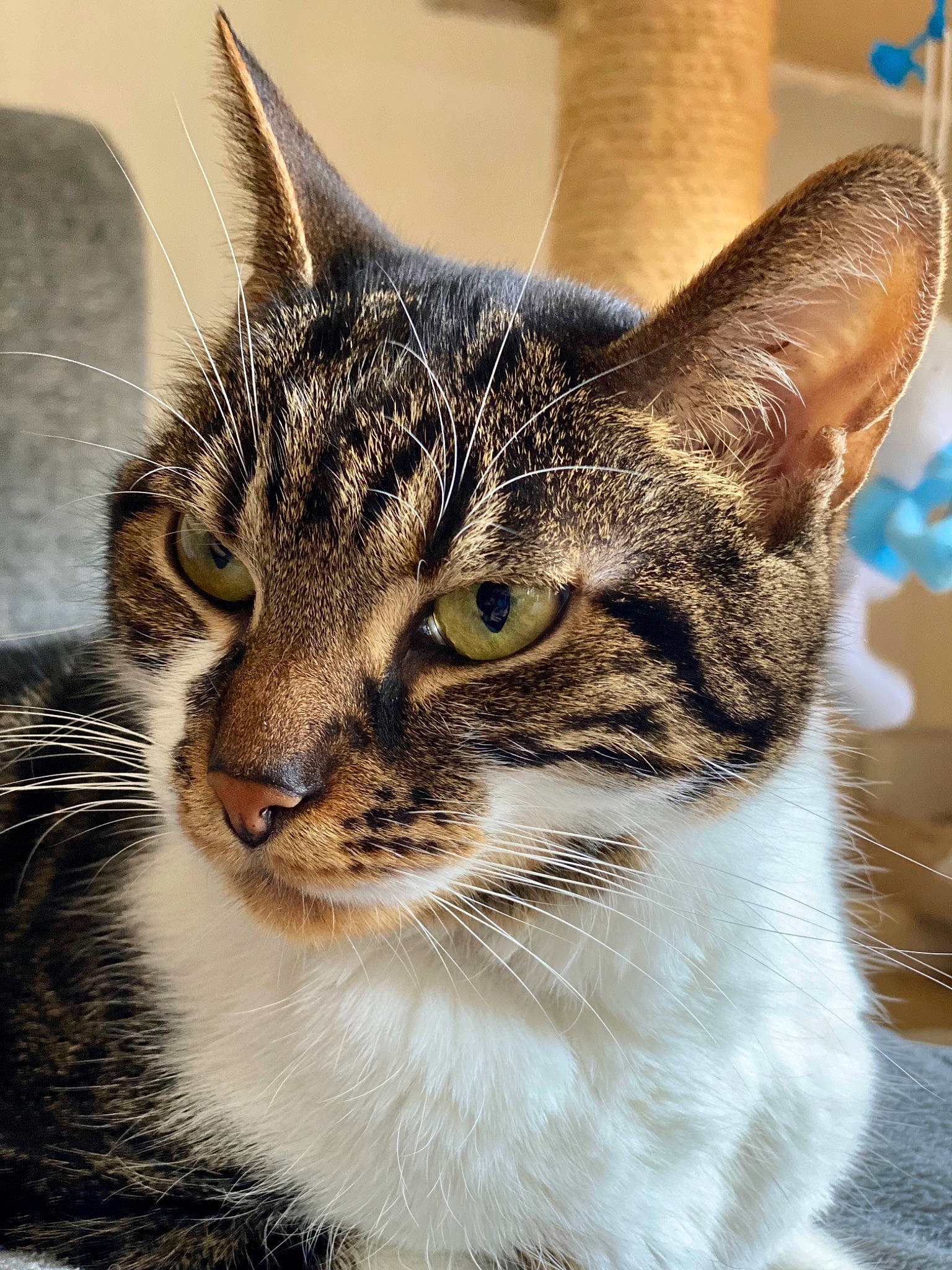 Kalliópê participe au concours pour gagner de l'argent avec cette photo : carnivore, cat, close_up, felidae, fur, small_to_medium_sized_cats, snout, terrestrial_animal, tree, whiskers, wildlife, window