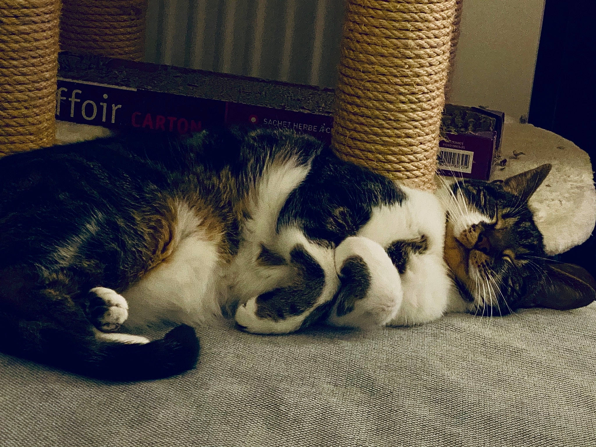 Kalliópê a rejoint le concours — aidez-le/la à gagner de superbes lots ! carnivore, cat, claw, cloud, comfort, domestic_short_haired_cat, felidae, foot, fur, human_leg, lap, nap, paw, sleep, small_to_medium_sized_cats, snout, tail, whiskers, wood