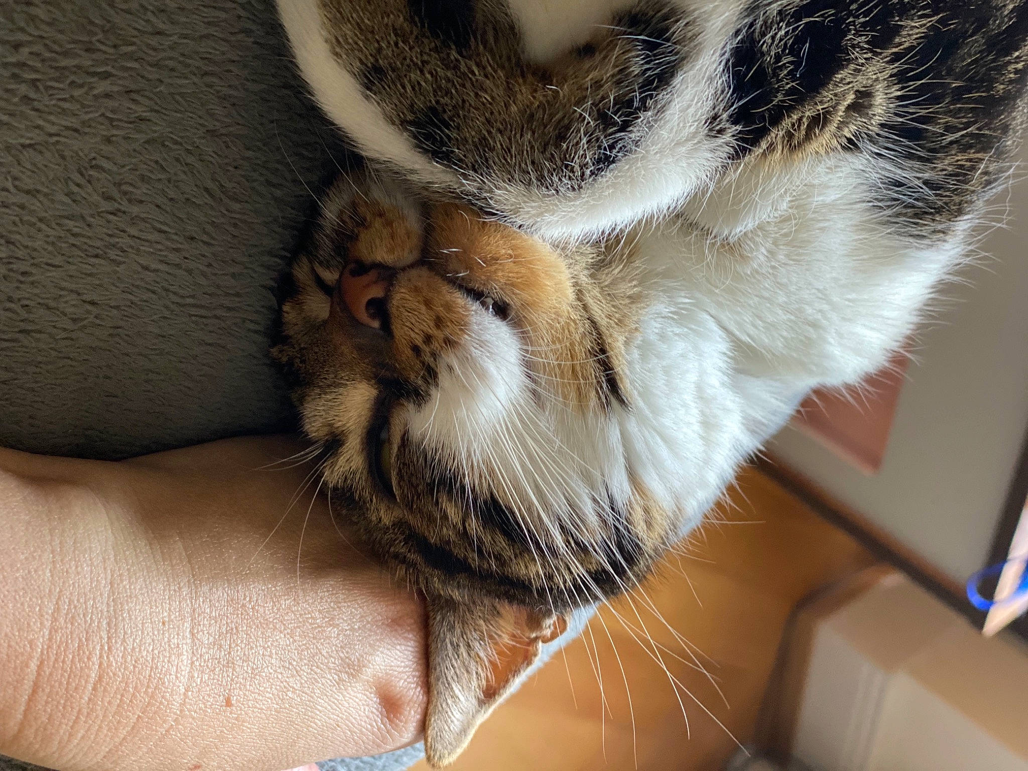 Kalliópê a rejoint le concours — aidez-le/la à gagner de superbes lots ! carnivore, cat, claw, comfort, domestic_short_haired_cat, ear, fawn, felidae, flesh, fur, human_leg, leg, nap, paw, sleep, small_to_medium_sized_cats, snout, tail, terrestrial_animal, whiskers