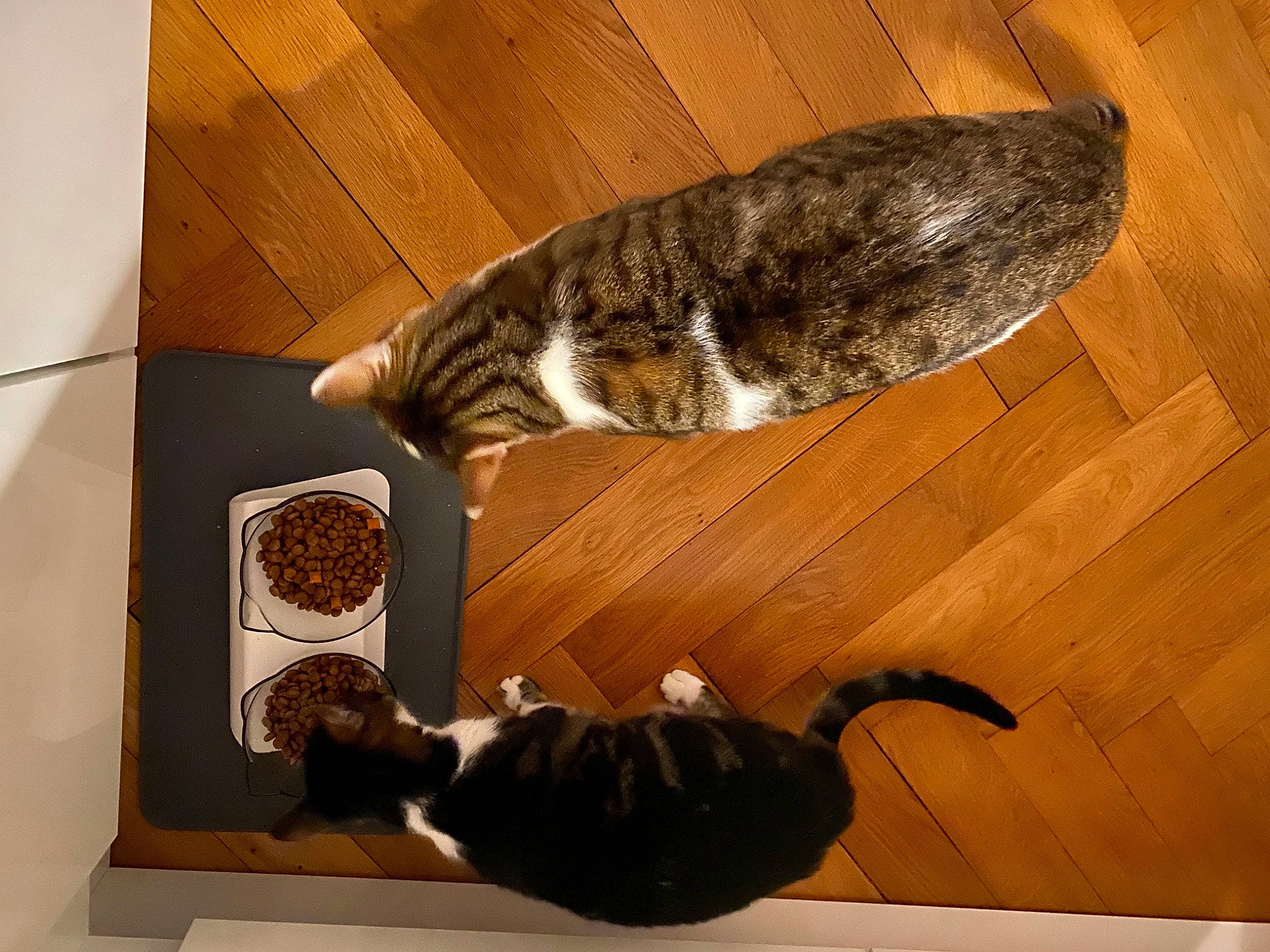 Kalliópê a rejoint le concours — aidez-le/la à gagner de superbes lots ! brown, carnivore, cat, cat_supply, comfort, domestic_short_haired_cat, felidae, floor, flooring, fur, hardwood, laminate_flooring, pet_supply, room, small_to_medium_sized_cats, tail, whiskers, wood, wood_flooring, wood_stain