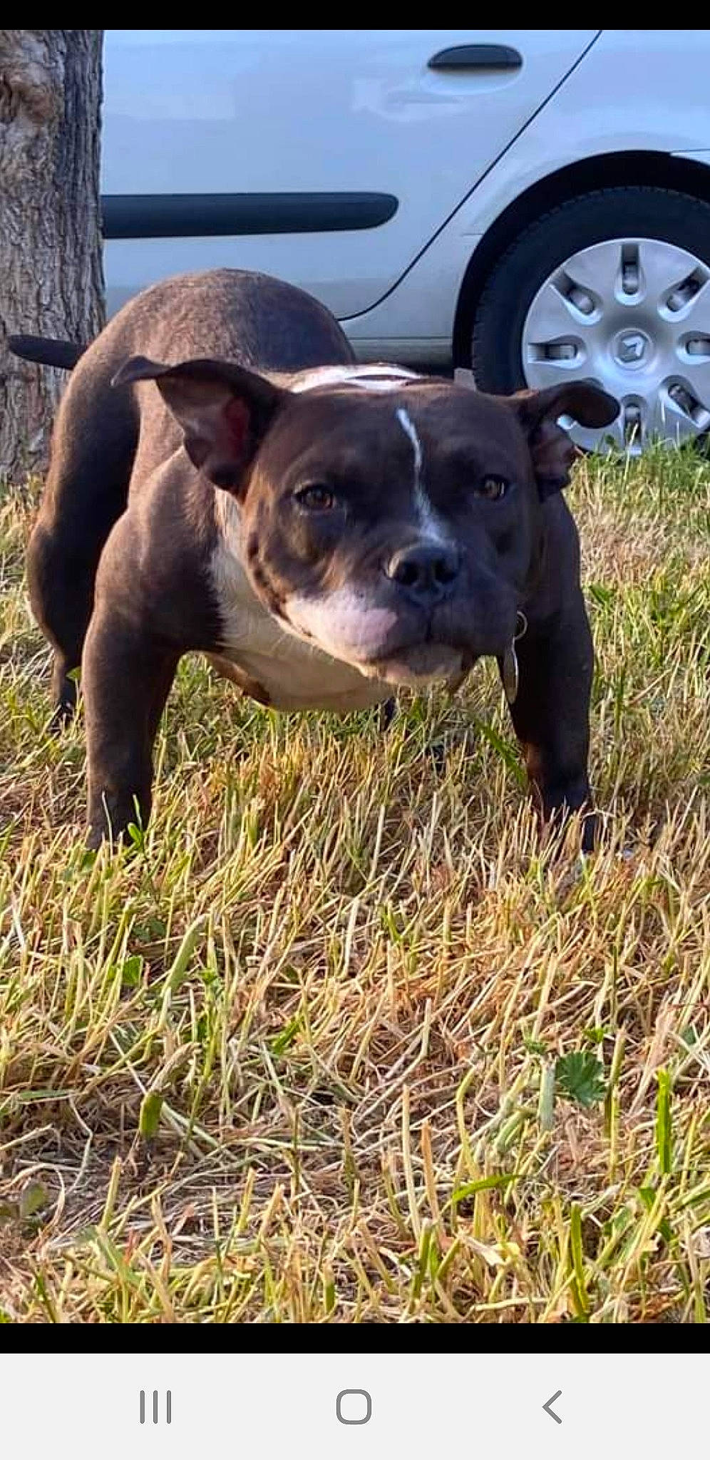 Pandel participe au concours pour gagner de l'argent avec cette photo : alaunt, american_bulldog, american_pit_bull_terrier, american_staffordshire_terrier, bull_and_terrier, canidae, carnivore, dog, dog_breed, fawn, grass, mammal, molosser, non_sporting_group, pit_bull, rare_breed_dog, snout, staffordshire_bull_terrier, terrier, vertebrate