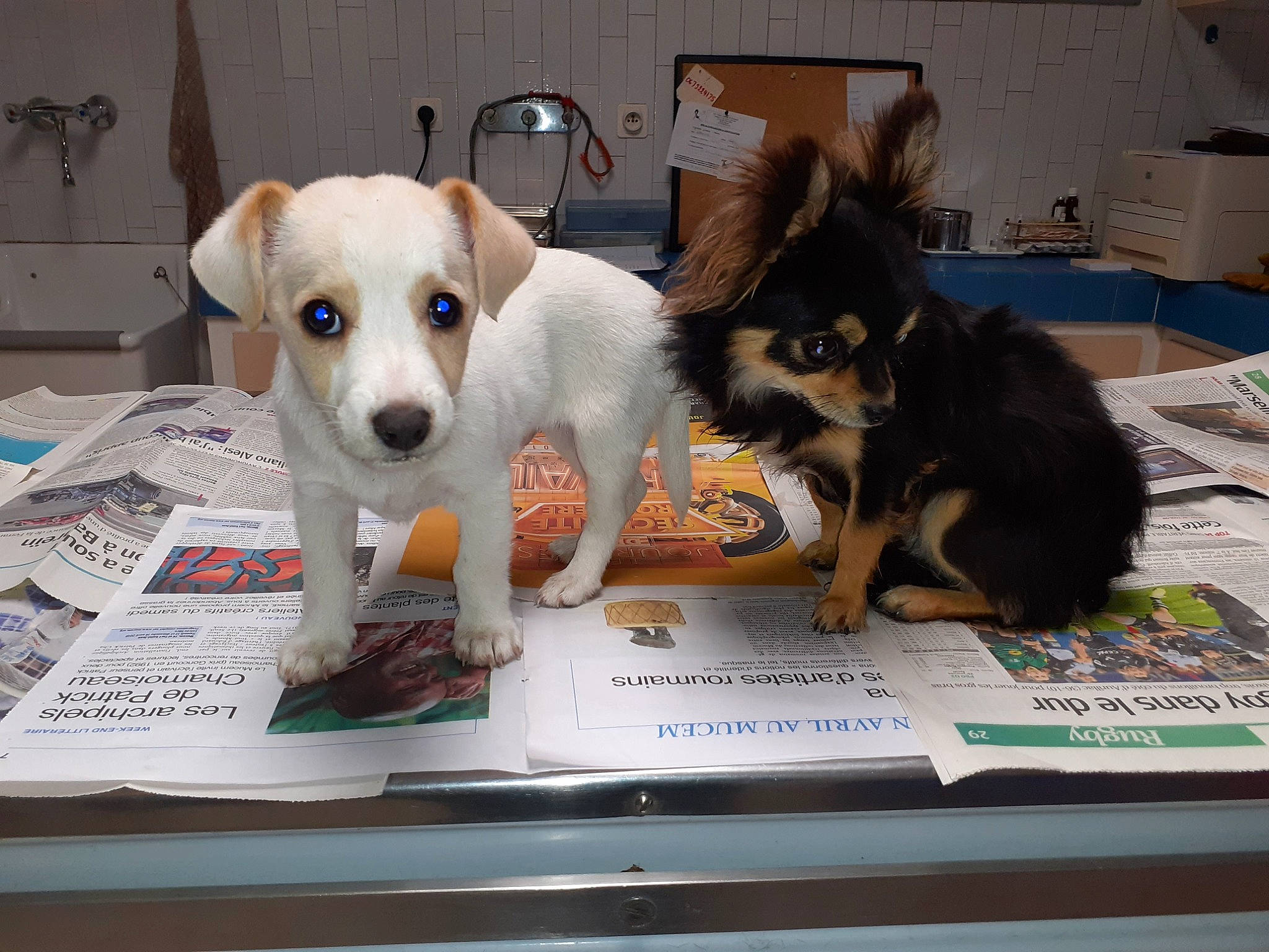 Nano a rejoint le concours — aidez-le/la à gagner de superbes lots ! canidae, carnivore, chihuahua, companion_dog, dog, dog_breed, fawn, mammal, puppy, sporting_group, toy_dog, vertebrate