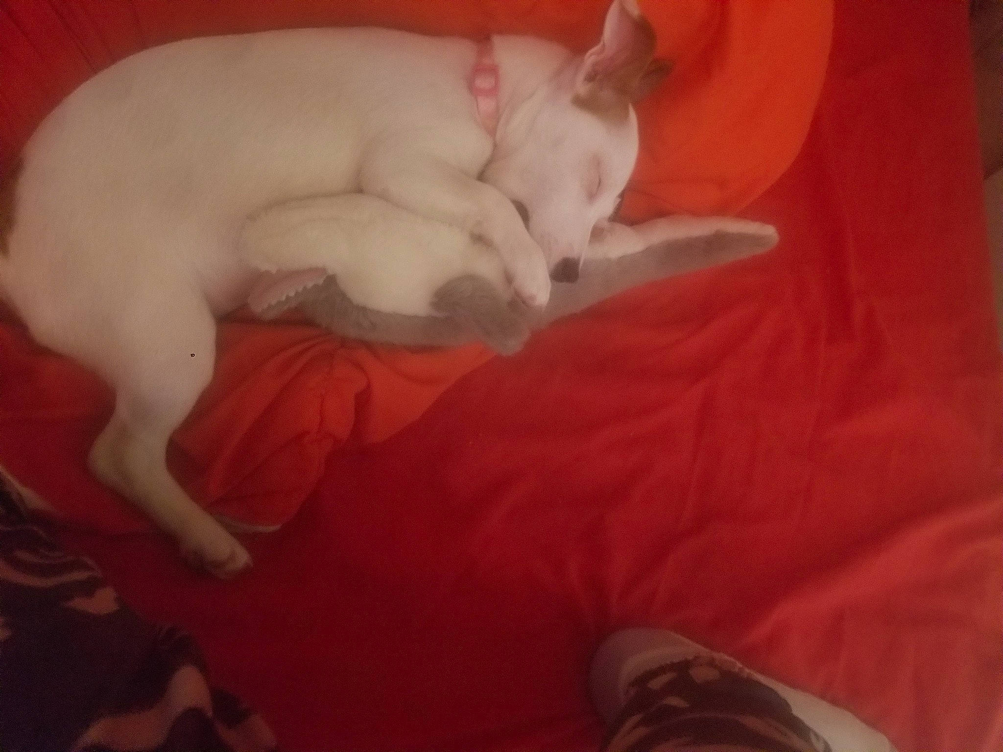 Candys participe au concours pour gagner de l'argent avec cette photo : canidae, carnivore, cat, comfort, cross_training_shoe, dog_breed, felidae, nap, non_sporting_group, paw, sleep, small_to_medium_sized_cats, sneakers, tail, walking_shoe