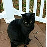 cat, black_cat, animal, pet, sitting, outdoor, deck, patio, wooden_floor, white_railing, garden, greenery, black_fur, yellow_eyes, tail, portrait, domestic_animal, feline, phone_screenshot, caption