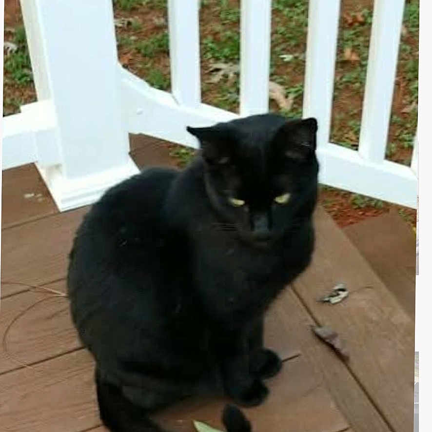 Sambo is registered to the contest to win money with this photo: cat, black_cat, animal, pet, sitting, outdoor, deck, patio, wooden_floor, white_railing, garden, greenery, black_fur, yellow_eyes, tail, portrait, domestic_animal, feline, phone_screenshot, caption