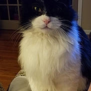 Skittles joined the competition — help win amazing prizes! cat, black_and_white, fluffy, long_hair, tuxedo_cat, pet, animal, portrait, sitting, indoors, home, window, door, blanket, furniture, whiskers, pink_nose, green_eyes, front_view, cozy