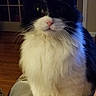 cat, black_and_white, fluffy, long_hair, tuxedo_cat, pet, animal, portrait, sitting, indoors, home, window, door, blanket, furniture, whiskers, pink_nose, green_eyes, front_view, cozy