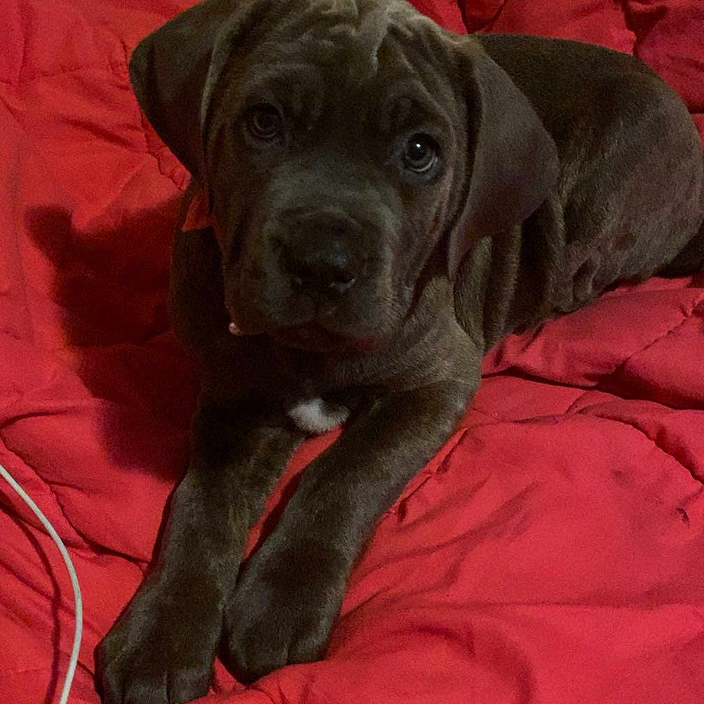 Pickles is registered to the contest to win money with this photo: animal, bed, bedroom, blanket, boxer, bulldog, canine, couch, cushion, dog, electronics, furniture, homedecor, hound, labradorretriever, pet, pitbull, pointer, puppy, quilt