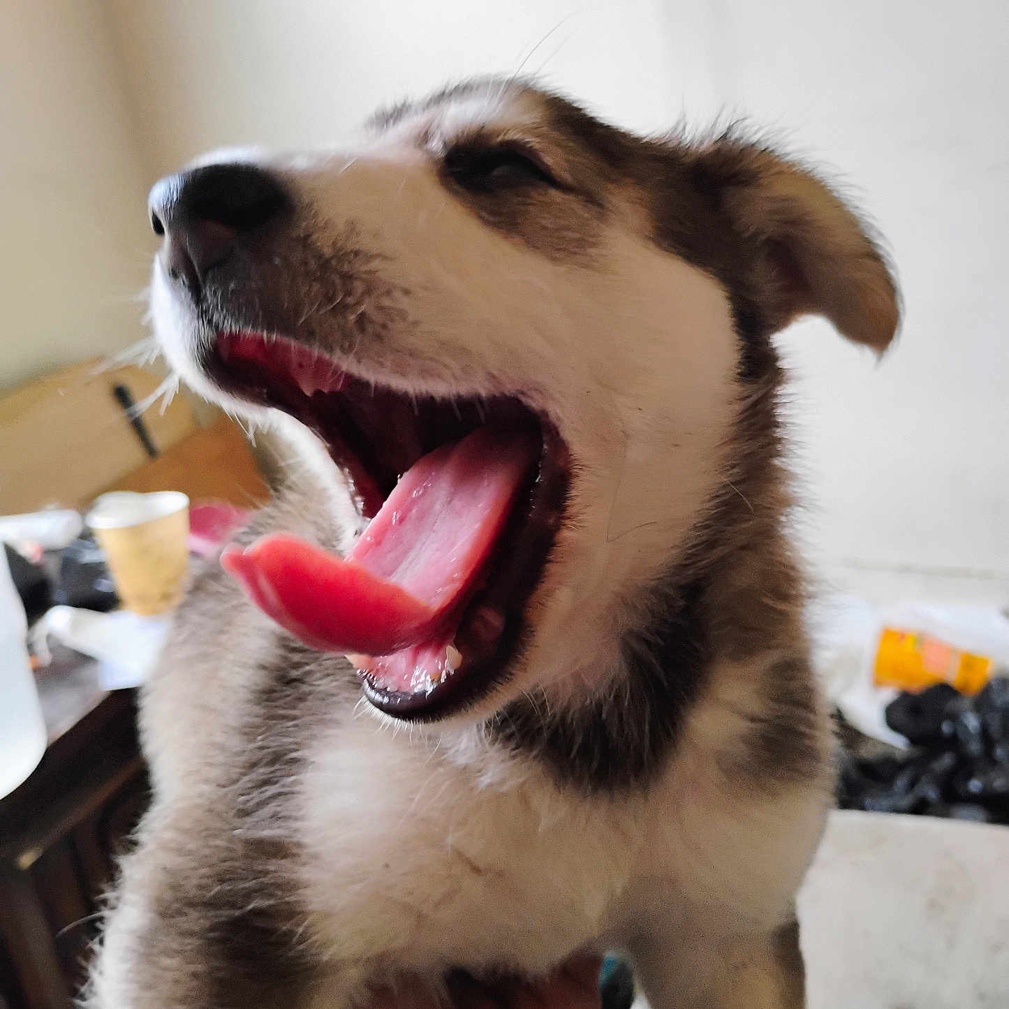 Oompa is registered to the contest to win money with this photo: animal, bodypart, canine, collie, cream, cup, dessert, dog, eskimodog, finger, food, hand, hound, husky, icecream, mouth, person, pet, puppy, tongue