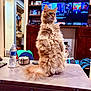 Tangerine is registered to the contest to win money with this photo: alert, background, cat, cozy, curious, fluffy, fur, ginger_cat, household_items, indoor, living_room, orange_fur, pet, shelf, standing, table, tail, tv_screen, water_bottle, wooden_furniture