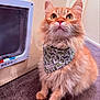 animal, bandana, carpet, cat, cat_door, closeup, curious, cute, dinosaur_pattern, domestic_cat, feline, fluffy, indoor, looking_up, mammal, orange_cat, pet, portrait, sitting, whiskers