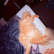 Tangerine joined the competition — help win amazing prizes! animal, blanket, cat, comfort, cozy, cushion, domestic_animal, fluffy, fur, furniture, hand, home, indoor, nap, orange_cat, pet, relaxing, resting, sleeping, soft