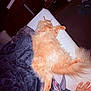 animal, blanket, cat, comfort, cozy, cushion, domestic_animal, fluffy, fur, furniture, hand, home, indoor, nap, orange_cat, pet, relaxing, resting, sleeping, soft