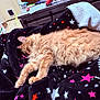 Tangerine joined the competition — help win amazing prizes! animal, blanket, cat, comfort, cozy, cute, feline, fluffy, fur, home, indoor, nap, orange_cat, pet, relaxed, resting, sleeping, soft_texture, stars, warm