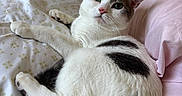 Mochi joined the competition — help win amazing prizes! animal, bed, cat, comfort, cozy, cute, eyes, feline, fur, gray, home, indoor, looking, pattern, pet, pillow, relaxed, resting, soft, white