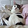 Mochi joined the competition — help win amazing prizes! cat, bed, pillow, white, gray, fur, animal, pet, indoor, resting, cute, looking, eyes, soft, cozy, feline, comfort, home, relaxed, pattern