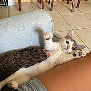 Mochi joined the competition — help win amazing prizes! kitten, cat, playful, couch, indoor, furniture, person, legs, denim_shorts, tile_floor, wooden_chairs, paw, stretching, cute, pet, relaxing, home, cozy, young_cat, animal