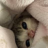 kitten, cat, animal, pet, cute, cozy, blanket, soft, fur, face, eyes, nose, snuggle, comfort, warm, indoor, closeup, sleepy, fluffy, hidden