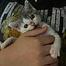 Mochi joined the competition — help win amazing prizes! kitten, cat, hand, person, nibbling, fingers, cute, pet, indoor, closeup, young, fur, small, playful, holding, black_shirt, graphic_tee, domestic_animal, whiskers, eyes