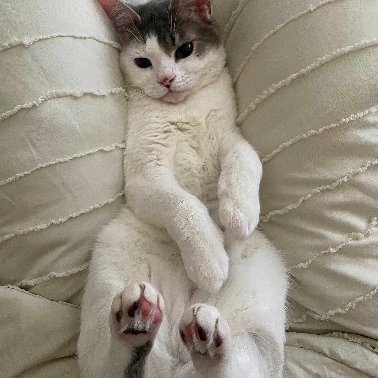 Mochi