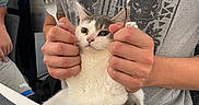 Mochi is registered to the contest to win money with this photo: cat, person, fork, spoon, gray_tshirt, water_bottles, indoor, table, hand, utensils, cute, white_cat, gray_cat, holding, sitting, animal, funny_pose, casual, face, clothing