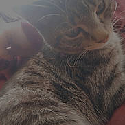 Tigger is registered to the contest to win money with this photo: cat, tabby, close_up, fur, whiskers, pet, animal, indoor, soft_light, overexposed, cozy, relaxed, mammal, stripes, face, cute, domestic_cat, feline, portrait, blur