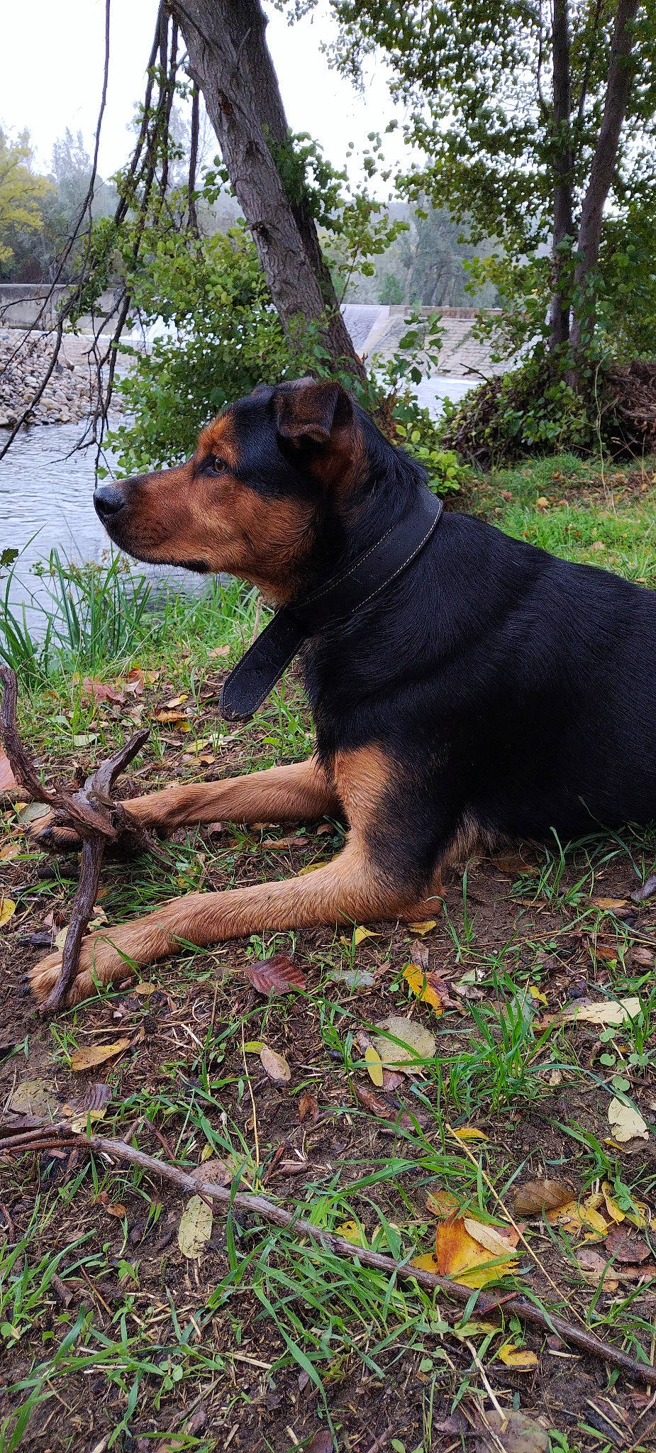 Stolas a rejoint le concours — aidez-le/la à gagner de superbes lots ! canidae, carnivore, dog, dog_breed, fawn, grass, hunting_dog, plant, snout, soil, sporting_group, terrestrial_animal, tree, water, wood, working_animal, working_dog