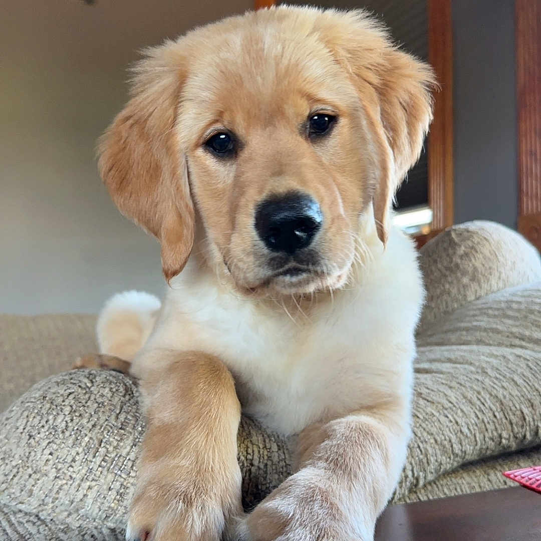 Goose is registered to the contest to win money with this photo: animal, architecture, building, canine, cockerspaniel, couch, dog, furniture, goldenretriever, hound, husky, indoors, interiordesign, labradorretriever, livingroom, pet, puppy, room, whitedog