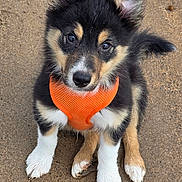 Sully is registered to the contest to win money with this photo: puppy, dog, orange_harness, black_fur, white_paws, tan_markings, cute, pet, animal, outdoor, sand, young_dog, sitting, looking_up, fur, ears, tail, muzzle, playful, adorable