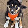 puppy, dog, orange_harness, black_fur, white_paws, tan_markings, cute, pet, animal, outdoor, sand, young_dog, sitting, looking_up, fur, ears, tail, muzzle, playful, adorable