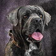 Ubywane participe au concours pour gagner de l'argent avec cette photo : dog, canine, pet, animal, portrait, brindle, large_dog, tongue_out, brown_eyes, collar, studio, background, fur, muzzle, ears, close_up, expression, domestic_animal, looking_up, sitting