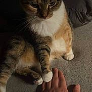 Happy is registered to the contest to win money with this photo: cat, calico_cat, paw, hand, indoor, close_up, fur, pet, animal, human, interaction, texture, soft_lighting, comfort, domestic, resting, touch, cozy, friendship, companionship