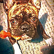 Ginette a rejoint le concours — aidez-le/la à gagner de superbes lots ! animal, brindle, brown, canine, carpet, close_up, cute, dog, ears_up, expression, floor, furniture_shadow, indoor, looking_up, mouth_holding, pet, playful, texture, toy, white_paws