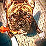 animal, brindle, brown, canine, carpet, close_up, cute, dog, ears_up, expression, floor, furniture_shadow, indoor, looking_up, mouth_holding, pet, playful, texture, toy, white_paws
