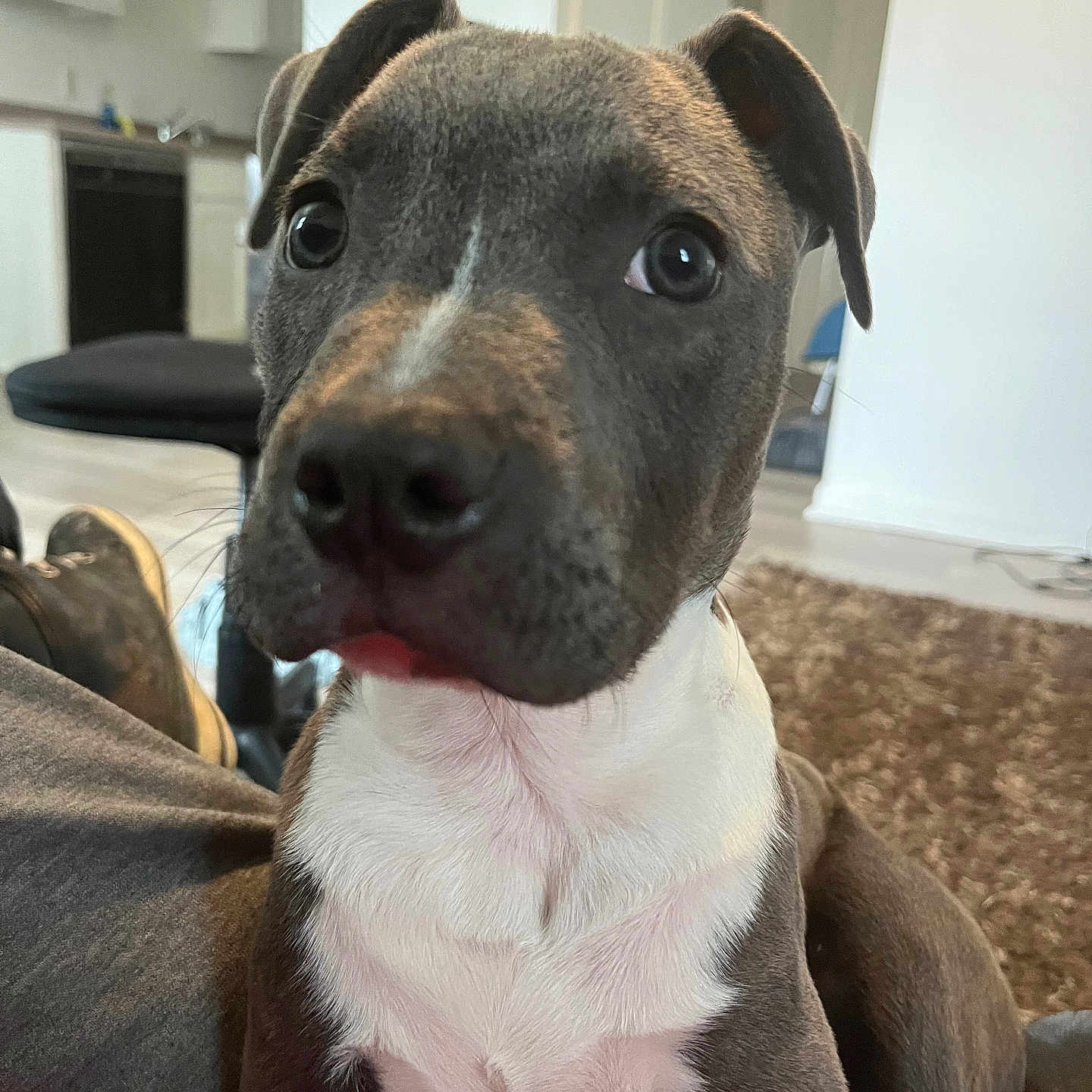 Oliver joined the competition — help win amazing prizes! adult, animal, architecture, building, bulldog, canine, couch, dog, female, furniture, hound, indoors, interiordesign, livingroom, person, pet, pitbull, puppy, snout, woman