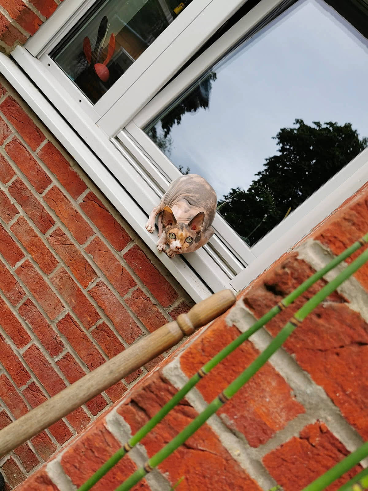 Peanuts participe au concours pour gagner de l'argent avec cette photo : animal, architecture, baywindow, brick, building, canine, cat, dog, homedamage, hound, indoors, interiordesign, person, pet, pig, sitting, wall, window, window_broken, windowsill