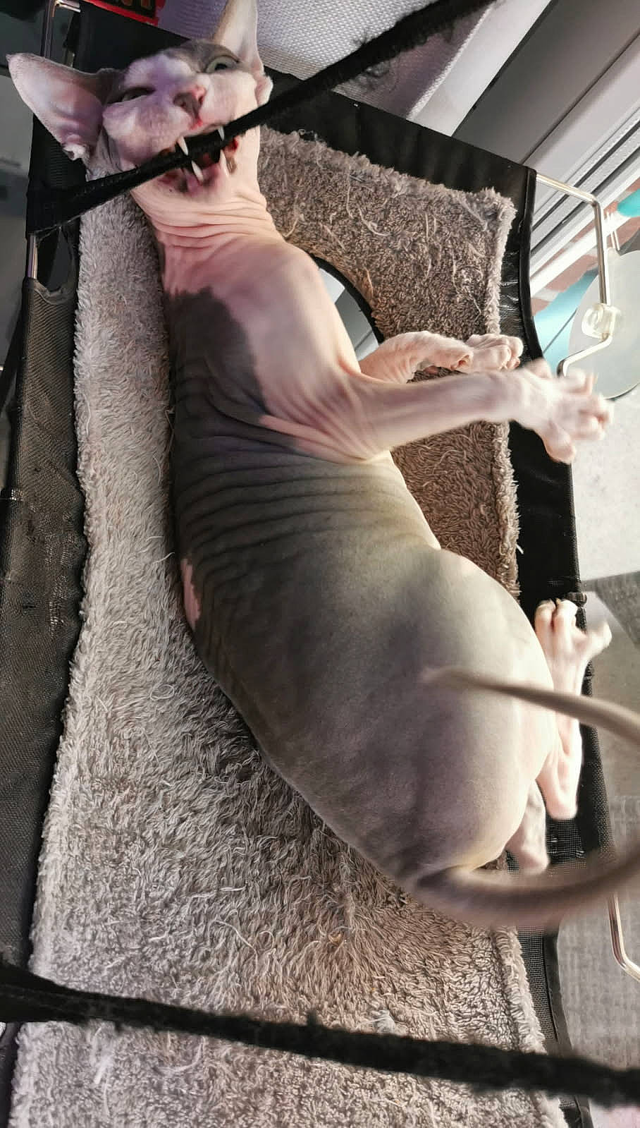 Piper a rejoint le concours — aidez-le/la à gagner de superbes lots ! animal, bulldog, canine, cat, dog, face, fitness, furniture, head, homedecor, hound, indoors, person, pet, photography, pitbull, portrait, puppy, sport, workingout