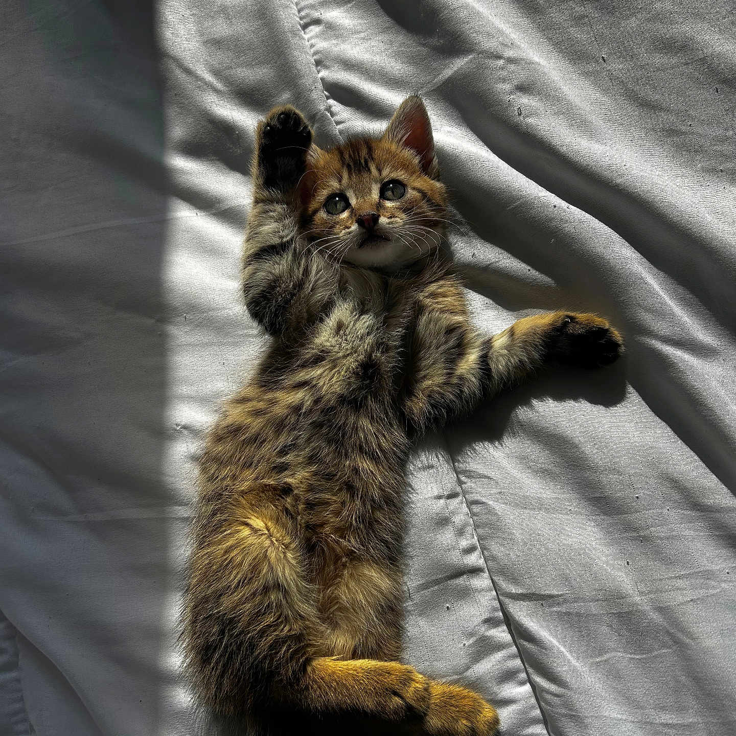 Guizmo a rejoint le concours — aidez-le/la à gagner de superbes lots ! adorable, animal, bed, cat, cute, feline, fur, indoor, kitten, paw, pet, relaxing, shadow, sleepy, small, striped, sunlight, tabby, whiskers, white_bedspread