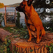 Jouck a rejoint le concours — aidez-le/la à gagner de superbes lots ! dog, tree_stump, river, outdoor, nature, greenery, sunlight, animal, canine, sitting, landscape, water, trees, plants, daylight, quiet, scenic, wildlife, pet, calm