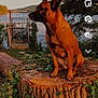 dog, tree_stump, river, outdoor, nature, greenery, sunlight, animal, canine, sitting, landscape, water, trees, plants, daylight, quiet, scenic, wildlife, pet, calm