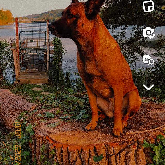 Jouck a rejoint le concours — aidez-le/la à gagner de superbes lots ! animal, calm, canine, daylight, dog, greenery, landscape, nature, outdoor, pet, plants, quiet, river, scenic, sitting, sunlight, tree_stump, trees, water, wildlife