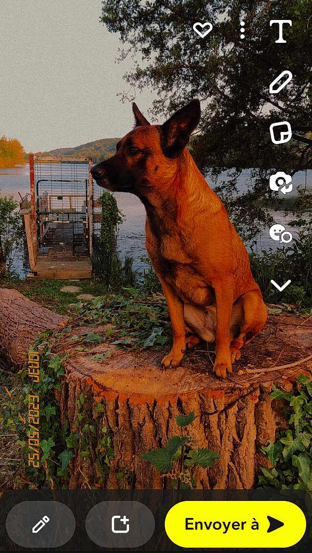 Jouck a rejoint le concours — aidez-le/la à gagner de superbes lots ! dog, tree_stump, river, outdoor, nature, greenery, sunlight, animal, canine, sitting, landscape, water, trees, plants, daylight, quiet, scenic, wildlife, pet, calm