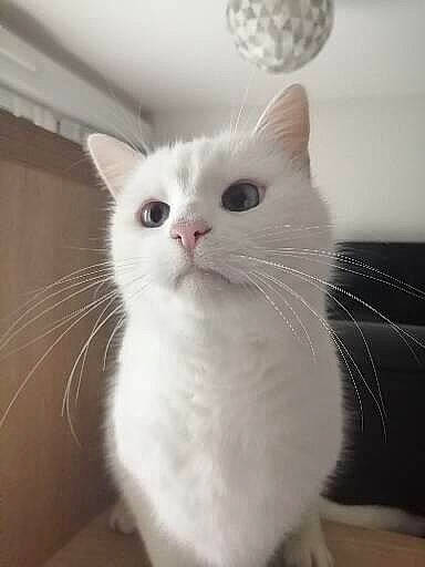 Gaara a rejoint le concours — aidez-le/la à gagner de superbes lots ! carnivore, cat, comfort, domestic_short_haired_cat, ear, felidae, fur, iris, paw, small_to_medium_sized_cats, snout, tail, terrestrial_animal, whiskers