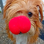 Polka participe au concours pour gagner de l'argent avec cette photo : dog, close_up, red_nose, clown_nose, fur, brown_fur, white_fur, pet, animal, cute, whiskers, eye, snout, indoor, floor, stone_floor, playful, portrait, companion, domestic_animal