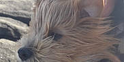 Polka a rejoint le concours — aidez-le/la à gagner de superbes lots ! animal, black, blur, brown, close_up, collar, dog, face, fur, hair, hand, holding, leash, nature, outdoor, person, pet, rock, white, wind