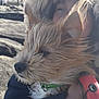 dog, fur, close_up, outdoor, person, collar, leash, hair, face, hand, rock, nature, wind, pet, animal, brown, white, black, holding, blur