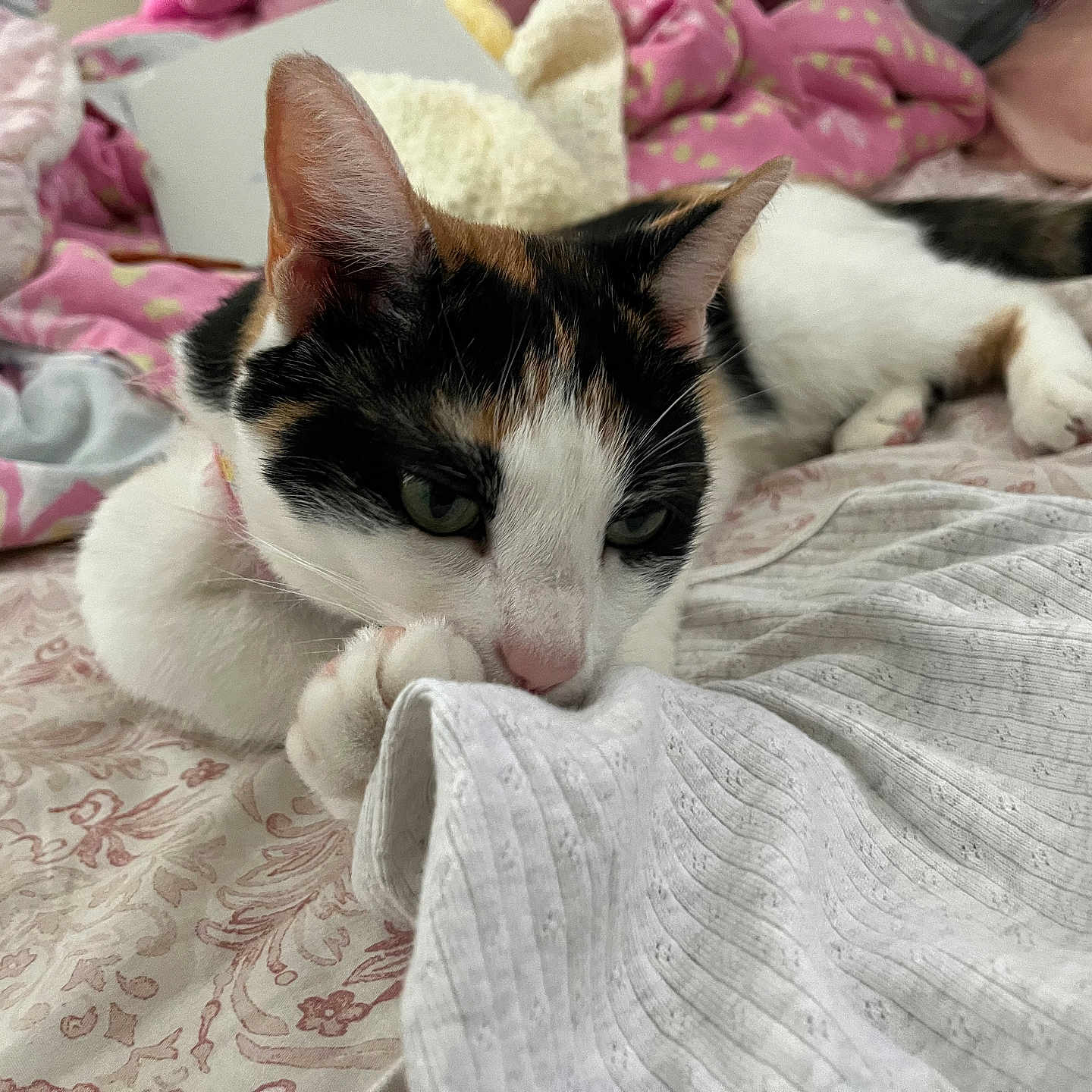 Reeses is registered to the contest to win money with this photo: abyssinian, animal, bed, bedroom, blanket, cat, couch, cushion, furniture, homedecor, indoors, kitten, linen, manx, person, pet, quilt, room, siamese, sleeping