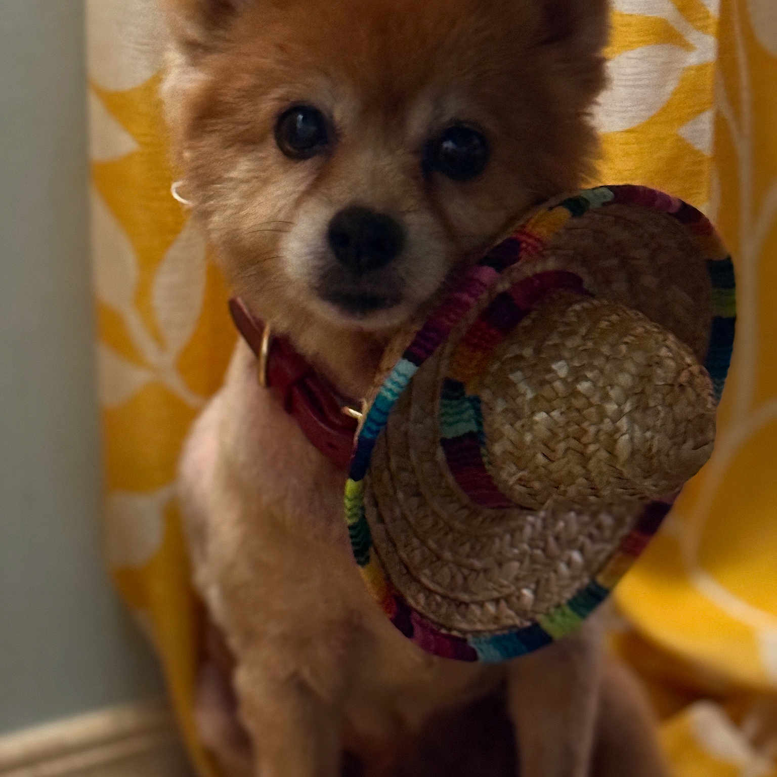 Lucky joined the competition — help win amazing prizes! animal, brown_fur, close_up, collar, curtain, cute, decor, dog, domestic_animal, floor, fluffy, hat, indoor, looking_at_camera, pet, portrait, sitting, small_dog, sombrero, yellow