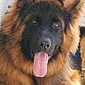 dog, german_shepherd, tongue_out, pet, animal, fur, ears, face, canine, lying_down, close_up, domestic_animal, muzzle, outdoor, friendly, brown, black, portrait, paw, relaxed