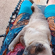 Julko a rejoint le concours — aidez-le/la à gagner de superbes lots ! cat, pet, lap, person, shorts, blue_shorts, colorful_clothing, outdoor, chair, wicker_chair, relaxed, fluffy, fur, animal, resting, legs, casual, daylight, comfort, companionship